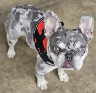Wyatt (Special Needs)