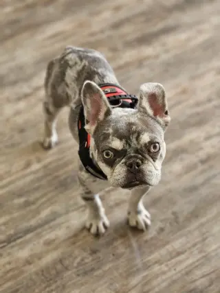 Wyatt (Special Needs)