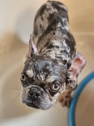 Wyatt (Special Needs)