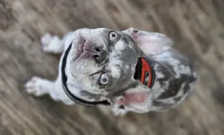 Wyatt (Special Needs)