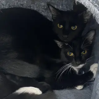 Onyx