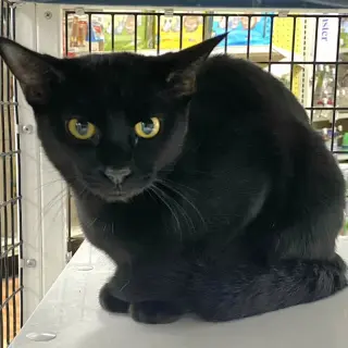 Onyx