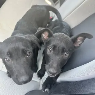 Kiara and Nala