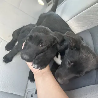Kiara and Nala