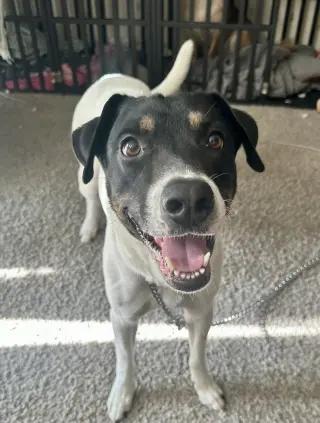 VON