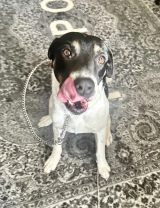 VON