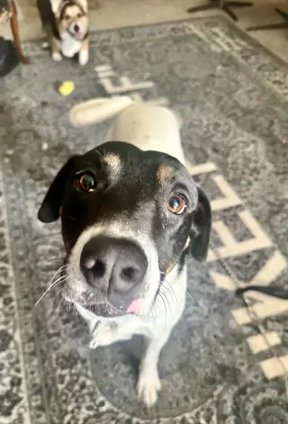 VON