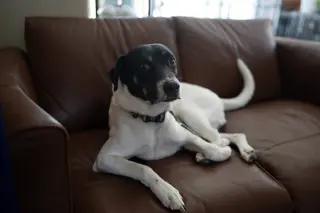 VON