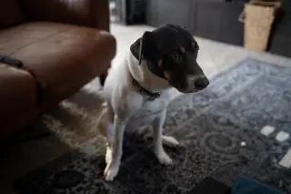 VON