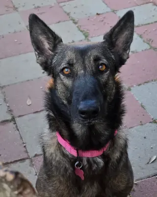Mila