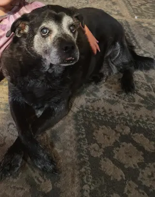 ERNIE