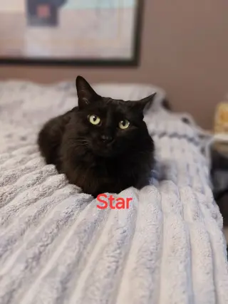 Star.