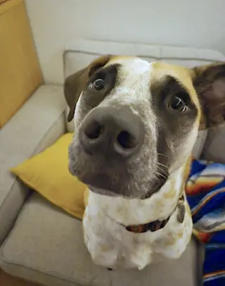 Goose