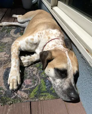 Goose