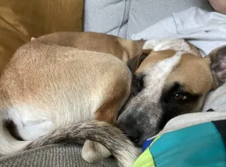 Goose