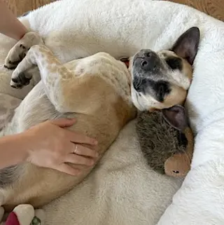 Goose