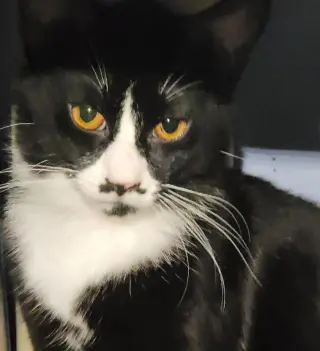 Dandy