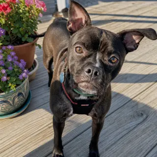 Jett