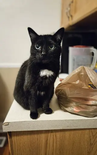 Bagheera - URGENT! NEEDS HOME!!!