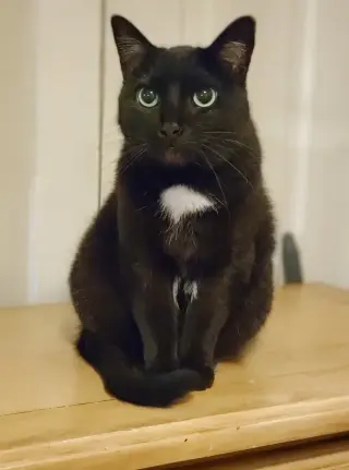 Bagheera - URGENT! NEEDS HOME!!!