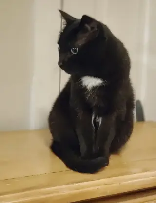 Bagheera - URGENT! NEEDS HOME!!!