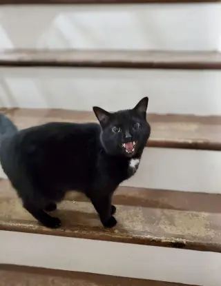 Bagheera - URGENT! NEEDS HOME!!!