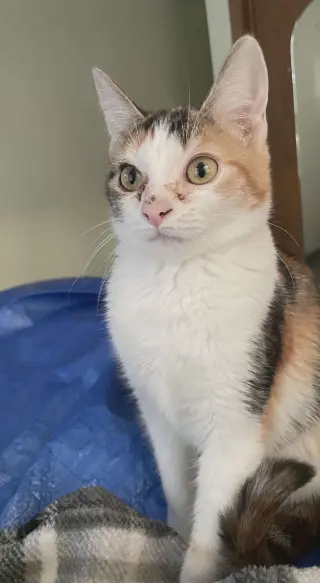 Francie