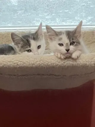 Kittens, kittens, kittens!