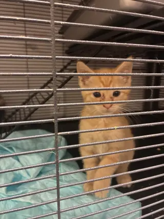 Kittens, kittens, kittens!