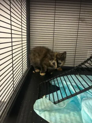 Kittens, kittens, kittens!