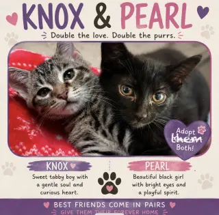Kittens, kittens, kittens!