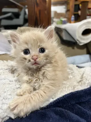 Kittens, kittens, kittens!