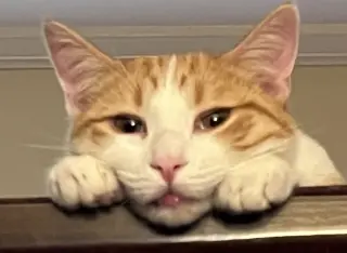Tangelo