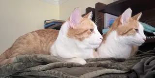 Tangelo
