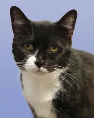 Cybil