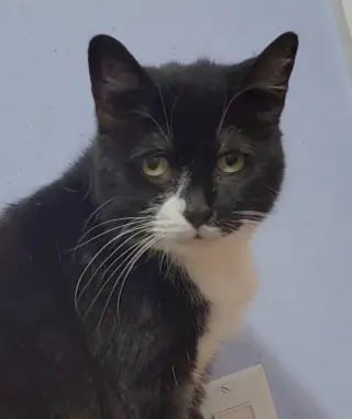 Cybil