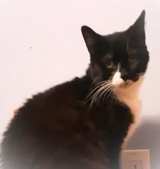 Cybil