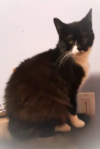 Cybil