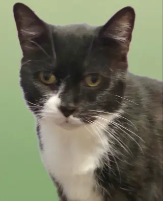 Cybil