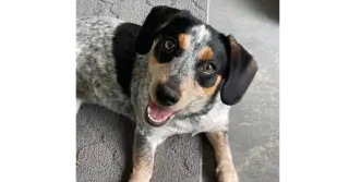 Stella ~