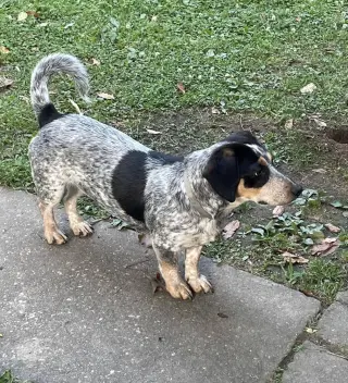 Stella ~