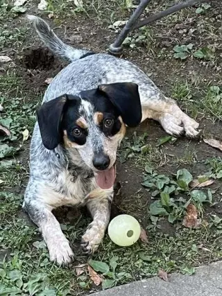 Stella ~