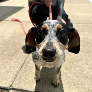 Stella ~