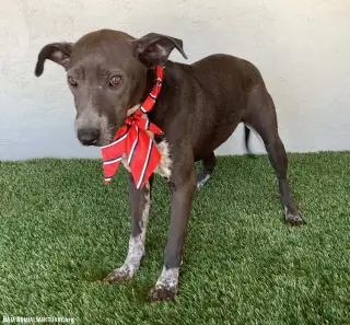 Rachel