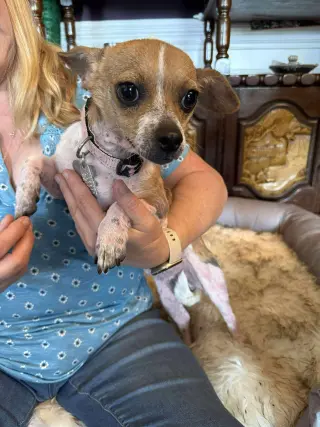 Lily the Chi