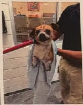 Lily the Chi