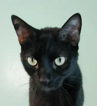 Lil Ricky