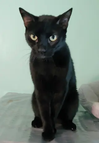 Lil Ricky