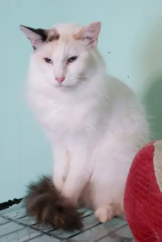 Sweet Pea