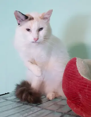 Sweet Pea